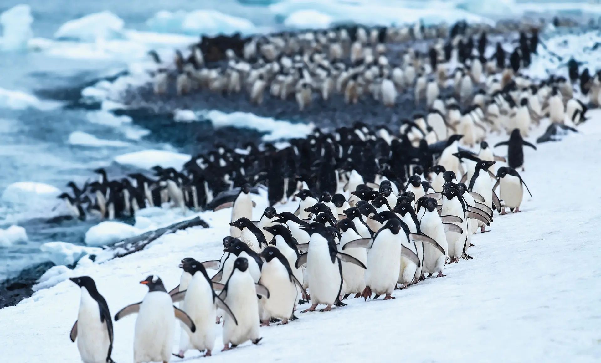 Ushuaia bis Ushuaia Expedition Antarktis Weddellmeer intensiv mit HANSEATIC spirit Reise SPI2800